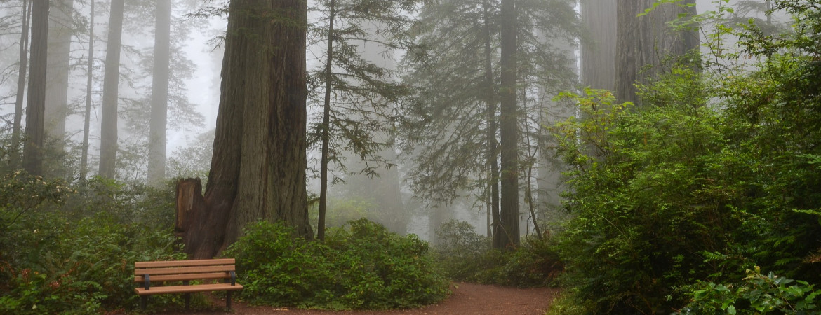 Redwoods, Northern California, Forest, Santa Cruz Mountains, travel